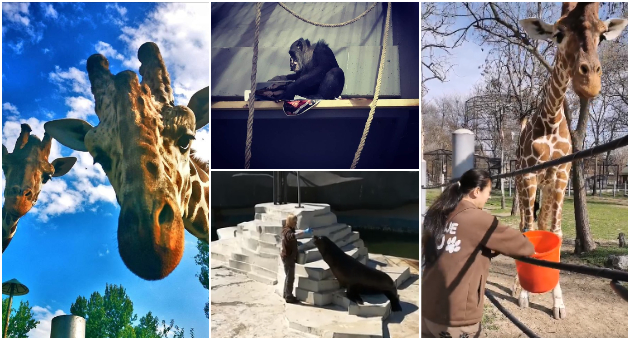 zoo-skopje-ve-nosi-na-onlajn-proshetka-sekoj-den-vo-zhivo-kaj-razlichni-zhivotni-foto-video-01.jpg