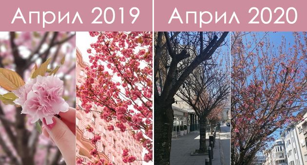 japonskite-creshi-na-maksim-gorki-april-2019-vs-april-2020-01.jpg