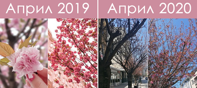 japonskite-creshi-na-maksim-gorki-april-2019-vs-april-2020-01povekje.jpg