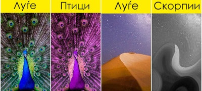 kako-izgleda-svetot-niz-ochite-na-zhivotnite-foto-povekje.jpg