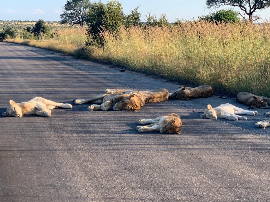 lavovi-uzhivaat-vo-popladnevna-dremka-na-prazna-ulica-dodeka-juzhna-afrika-e-vo-karantin-foto-04.jpg