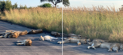 lavovi-uzhivaat-vo-popladnevna-dremka-na-prazna-ulica-dodeka-juzhna-afrika-e-vo-karantin-foto-ppovekje01.jpg