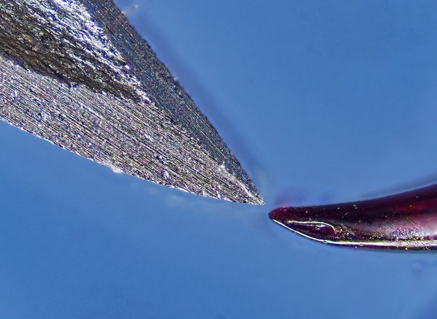 mikroskopski-sporedbi-shto-kje-vi-ja-promenat-perspektivata-kon-svetot-09.jpg