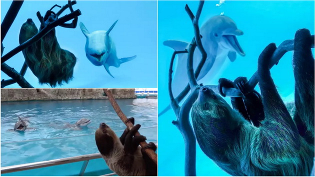 osamenite-delfini-vo-zoo-poludea-od-srekja-koga-go-vidoa-mrzlivecot-video-01.jpg