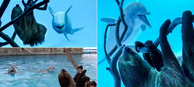 osamenite-delfini-vo-zoo-poludea-od-srekja-koga-go-vidoa-mrzlivecot-video-01povekje.jpg