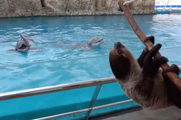 osamenite-delfini-vo-zoo-poludea-od-srekja-koga-go-vidoa-mrzlivecot-video-04.jpg