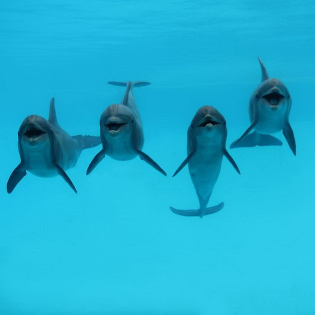 osamenite-delfini-vo-zoo-poludea-od-srekja-koga-go-vidoa-mrzlivecot-video-07.jpg