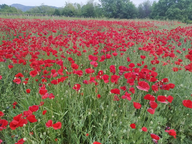 ne-e-holandija-makedonija-e-polinjata-so-bulki-vo-valandovsko-raj-za-ochi-foto-03.jpg