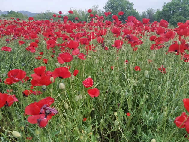 ne-e-holandija-makedonija-e-polinjata-so-bulki-vo-valandovsko-raj-za-ochi-foto-04.jpg