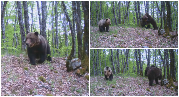 ubavinite-na-makedonija-mechki-uloveni-so-foto-zamki-si-igraat-na-jablanica-video-01.jpg