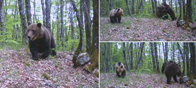 ubavinite-na-makedonija-mechki-uloveni-so-foto-zamki-si-igraat-na-jablanica-video-povekje01.jpg