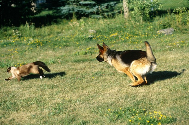 zoshto-sekogash-treba-da-go-shetate-kucheto-so-povodnik-duri-i-ako-e-mirno-04.jpg