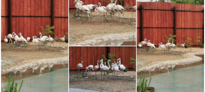 prvi fotki od flamingata vo novoto zhivealishte vo skopje zoo 01 povekje