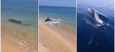 neodoliva gletka delfini uzhivaat na bregot na moreto vo halkidiki video 01 copy povekje
