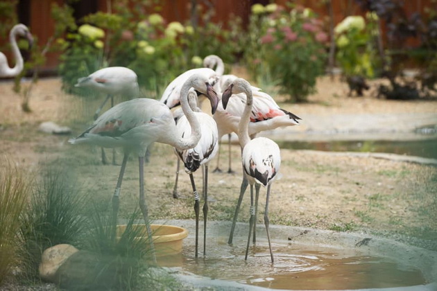 po-flamingosite-koi-kje-bidat-novite-zhiteli-na-zoo-skopje-01.jpg