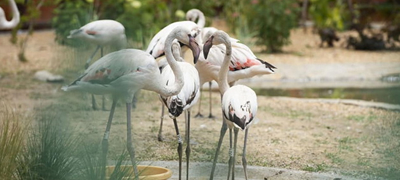 po-flamingosite-koi-kje-bidat-novite-zhiteli-na-zoo-skopje-01povekje.jpg