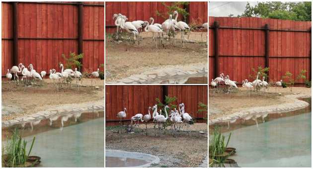 prvi-fotki-od-flamingata-vo-novoto-zhivealishte-vo-skopje-zoo-01.jpg