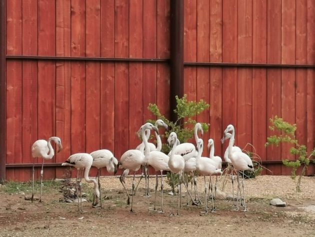 prvi-fotki-od-flamingata-vo-novoto-zhivealishte-vo-skopje-zoo-03.jpg