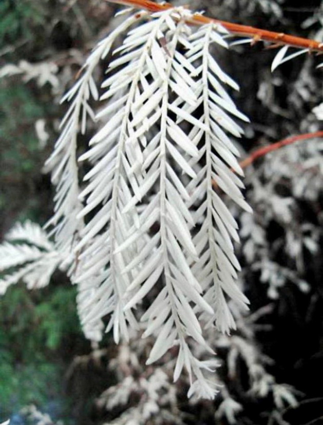 drvo-shiroko-50-metri-i-ushte-14-chuda-na-prirodata-03.jpg