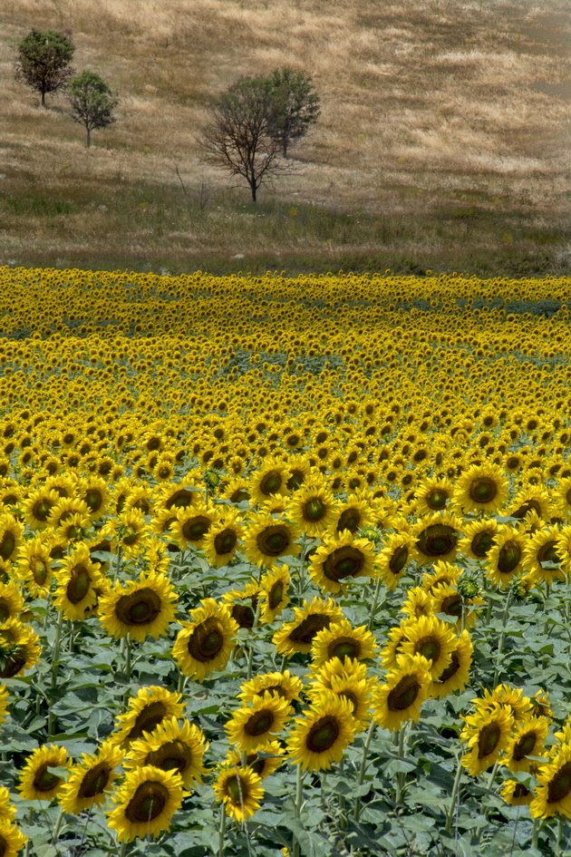 makedonija-ima-rajska-ubavina-polinja-sonchogledi-srede-pelagonija-foto-02.jpg