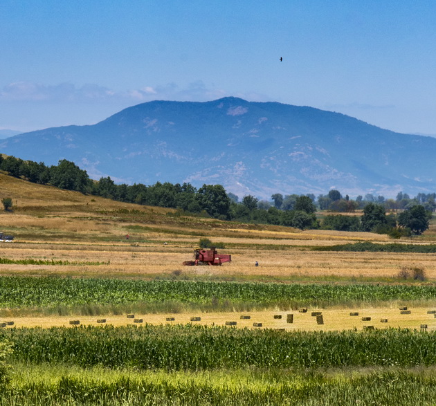 makedonija-ima-rajska-ubavina-polinja-sonchogledi-srede-pelagonija-foto-12.jpg