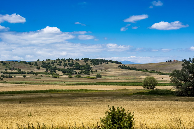 makedonija-ima-rajska-ubavina-polinja-sonchogledi-srede-pelagonija-foto-13.jpg