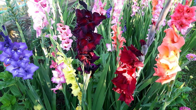rajot-na-gladiolite-najcvetniot-dvor-vo-makedonija-foto-01.jpg