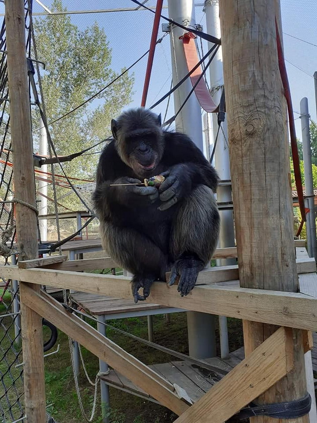 shimpanzata-lizhat-sladoled-novo-bebe-kengurche-kako-izgleda-eden-den-vo-skopje-zoo-04.jpg