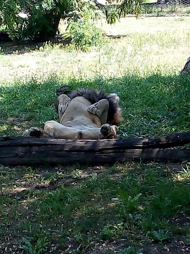 shimpanzata-lizhat-sladoled-novo-bebe-kengurche-kako-izgleda-eden-den-vo-skopje-zoo-05.jpg