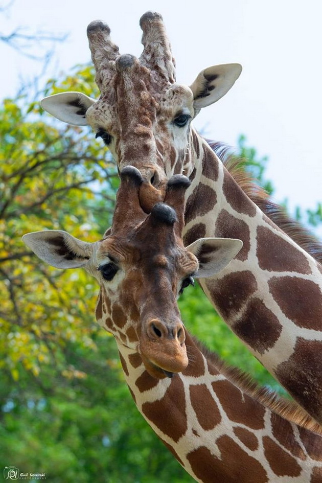 shimpanzata-lizhat-sladoled-novo-bebe-kengurche-kako-izgleda-eden-den-vo-skopje-zoo-08.jpg