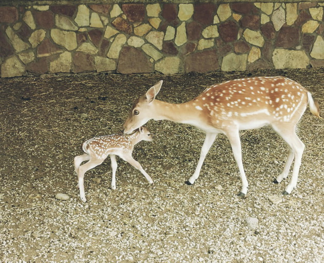 shimpanzata-lizhat-sladoled-novo-bebe-kengurche-kako-izgleda-eden-den-vo-skopje-zoo-10.jpg