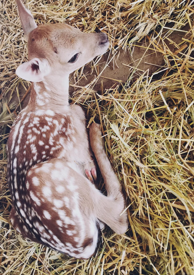 shimpanzata-lizhat-sladoled-novo-bebe-kengurche-kako-izgleda-eden-den-vo-skopje-zoo-11.jpg