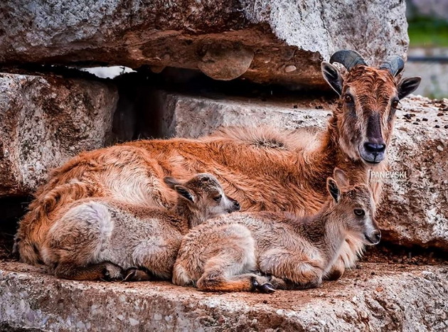 shimpanzata-lizhat-sladoled-novo-bebe-kengurche-kako-izgleda-eden-den-vo-skopje-zoo-13.jpg