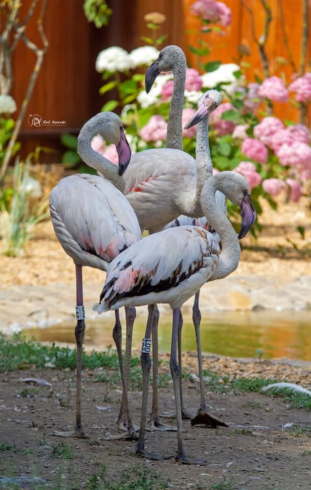 shimpanzata-lizhat-sladoled-novo-bebe-kengurche-kako-izgleda-eden-den-vo-skopje-zoo-15.jpg