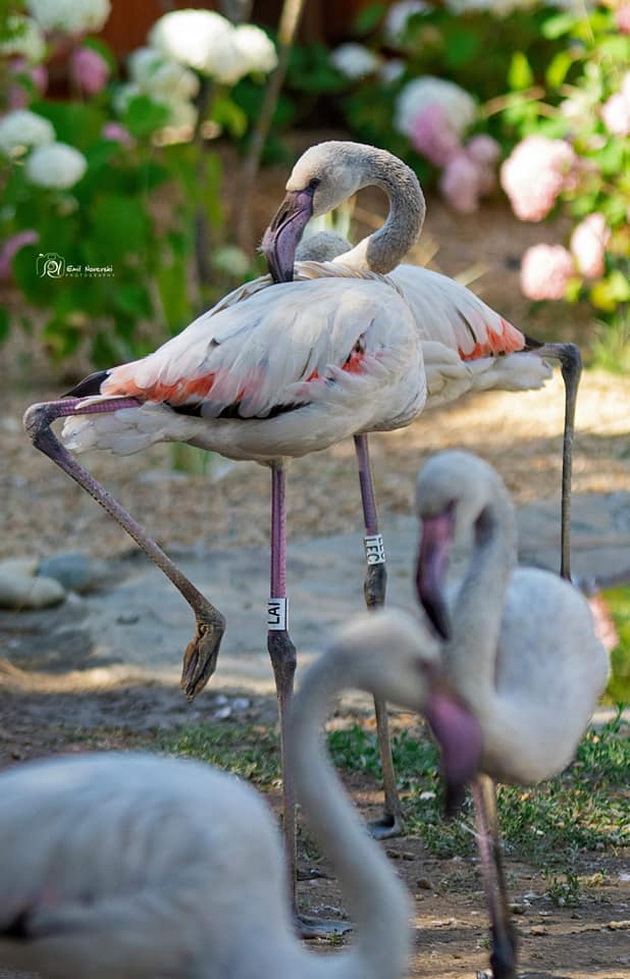 shimpanzata-lizhat-sladoled-novo-bebe-kengurche-kako-izgleda-eden-den-vo-skopje-zoo-16.jpg