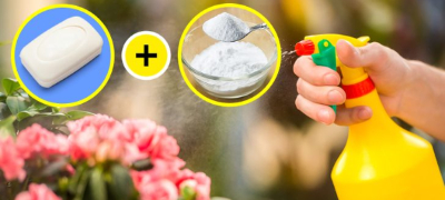 za-shto-mozhe-da-vi-posluzhi-soda-bikarbonata-vo-vashata-gradina-povekje.jpg