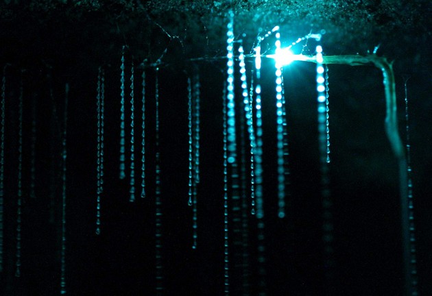 nadrealna-peshtera-vo-nov-zeland-osvetlena-so-bioluminiscentni-crvi-foto-03.jpg