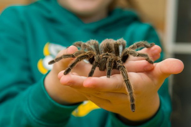 8-godishno-devojche-ja-deli-svojata-soba-so-povekje-od-50-tarantuli-i-2-zmii-08.jpg