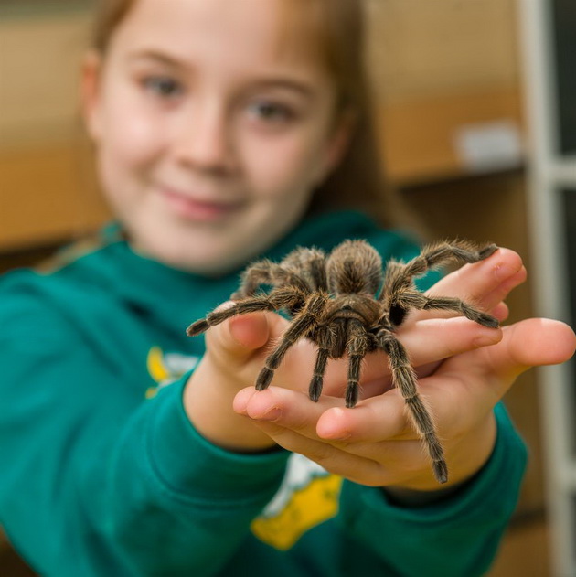 8-godishno-devojche-ja-deli-svojata-soba-so-povekje-od-50-tarantuli-i-2-zmii-10.jpg