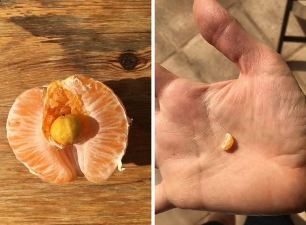 mandarina-vo-mandarina-cvet-od-kaktus-koga-obichnite-raboti-kje-ve-iznenadat-foto-13.jpg