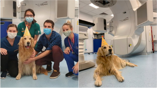 medicinski-lica-mu-organiziraa-zabava-na-zlaten-retriver-koj-go-pobedi-rakot-01.jpg