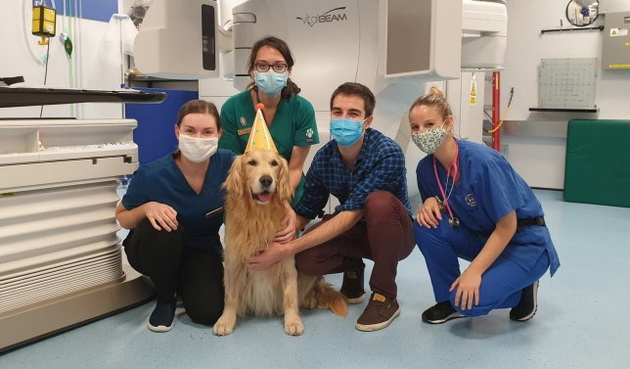 medicinski-lica-mu-organiziraa-zabava-na-zlaten-retriver-koj-go-pobedi-rakot-04.jpg
