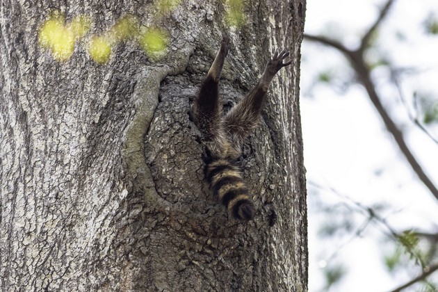 proglaseni-pobednicite-na-comedy-wildlife-photography-awards-najsmeshnite-fotografii-od-zhivotni-za-2020-05.jpg