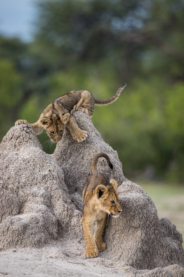 proglaseni-pobednicite-na-comedy-wildlife-photography-awards-najsmeshnite-fotografii-od-zhivotni-za-2020-11.jpg