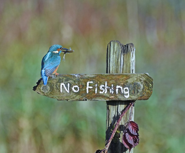 proglaseni-pobednicite-na-comedy-wildlife-photography-awards-najsmeshnite-fotografii-od-zhivotni-za-2020-15.jpg