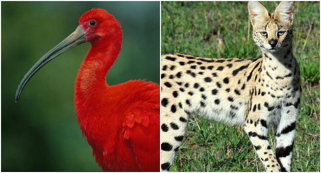 servali-i-skarlet-ibis-ptici-pristignuvaat-vo-skopje-zoo-01.jpg