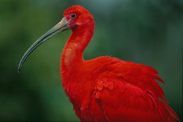 servali-i-skarlet-ibis-ptici-pristignuvaat-vo-skopje-zoo-02.jpg