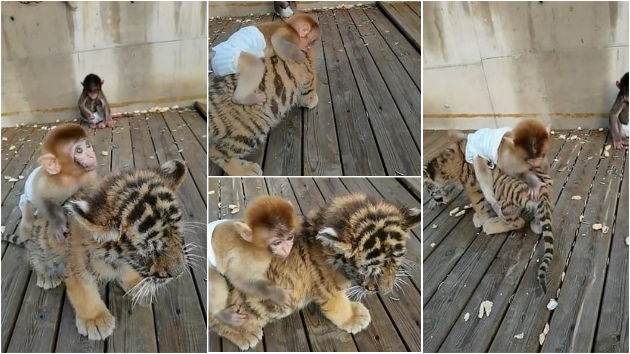 bebe-majmun-ne-se-deli-od-svojot-najdobar-prijatel-bebe-tigar-vo-kineska-zoo-video-01.jpg