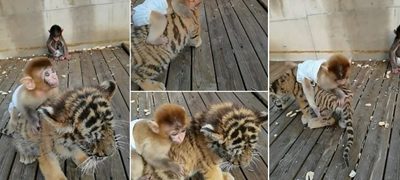 bebe-majmun-ne-se-deli-od-svojot-najdobar-prijatel-bebe-tigar-vo-kineska-zoo-video-01povekje.jpg