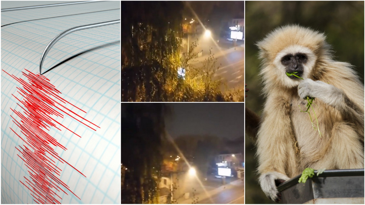 mornichavi-krici-na-gibonite-zhivotnite-od-skopje-zoo-prvi-go-pochuvstvuvaa-zemjotresot-vo-skopje-video-01.jpg
